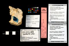 Foto (Objekt + Etikett) von Galatheites zitteli (Moericke, 1889)  (NHMW-GEO-1990-0041-3274)